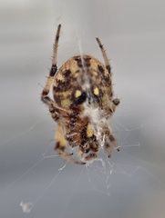 Neoscona arabesca