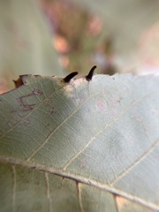 Caryomyia subulata