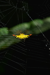 Gasteracantha westringi