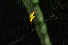 Gasteracantha westringi
