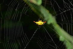 Gasteracantha westringi