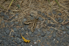 Hippotion velox