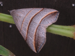 Colobochyla salicalis