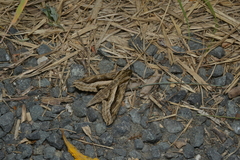 Hippotion velox