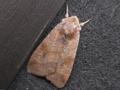 Diarsia canescens