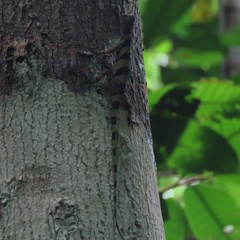 Anolis transversalis