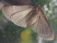 Hypsopygia glaucinalis