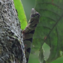 Anolis transversalis