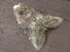 Epipsestis nikkoensis