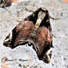 Drobeta