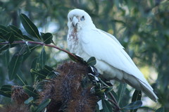 Cacatua sanguinea gymnopis