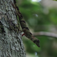 Anolis transversalis