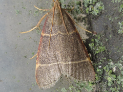 Hypsopygia glaucinalis