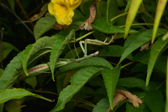 Tenodera costalis