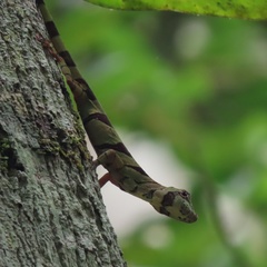 Anolis transversalis