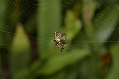 Gasteracantha westringi
