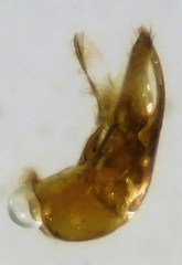 Priocnemis parvula