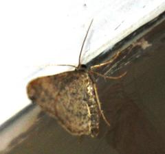 Chiasmia inconspicua