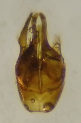 Priocnemis parvula