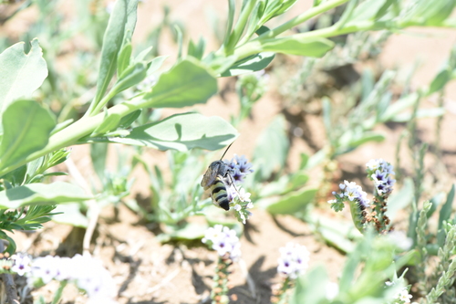Toltec Scoliid Wasp photo 5