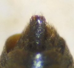 Priocnemis parvula