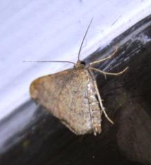 Chiasmia inconspicua