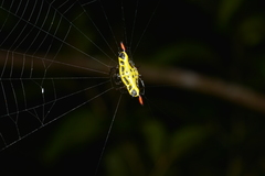Gasteracantha westringi