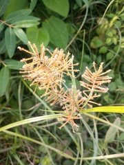 Cyperus esculentus leptostachyus