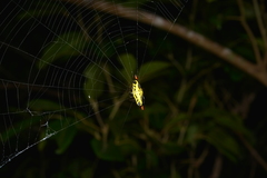 Gasteracantha westringi