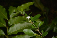 Psychotria nummularioides