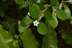 Psychotria nummularioides