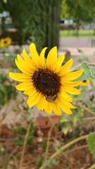 Helianthus annuus