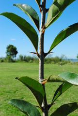 Citharexylum montevidense
