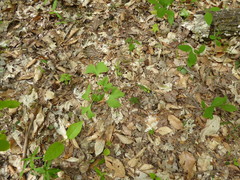 Ginkgo biloba