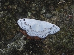 Teldenia specca