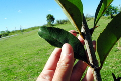 Citharexylum montevidense