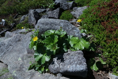 Geum calthifolium nipponicum