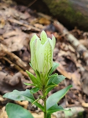 Gentiana villosa