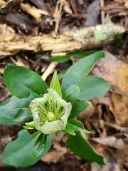 Gentiana villosa