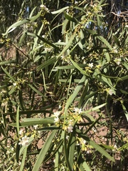 Myoporum platycarpum