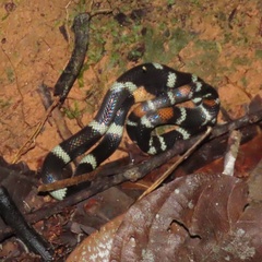 Impostor Flame-Snake photo 5