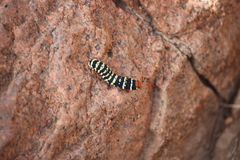 Chlanidophora patagiata