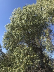 Myoporum platycarpum