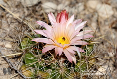 Coryphantha ottonis
