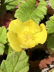Hibbertia grossulariifolia