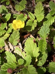 Hibbertia grossulariifolia