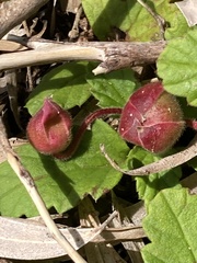 Hibbertia grossulariifolia