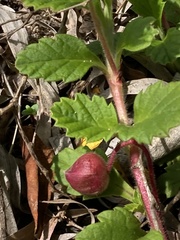 Hibbertia grossulariifolia
