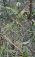 Agalinis skinneriana