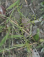 Agalinis skinneriana